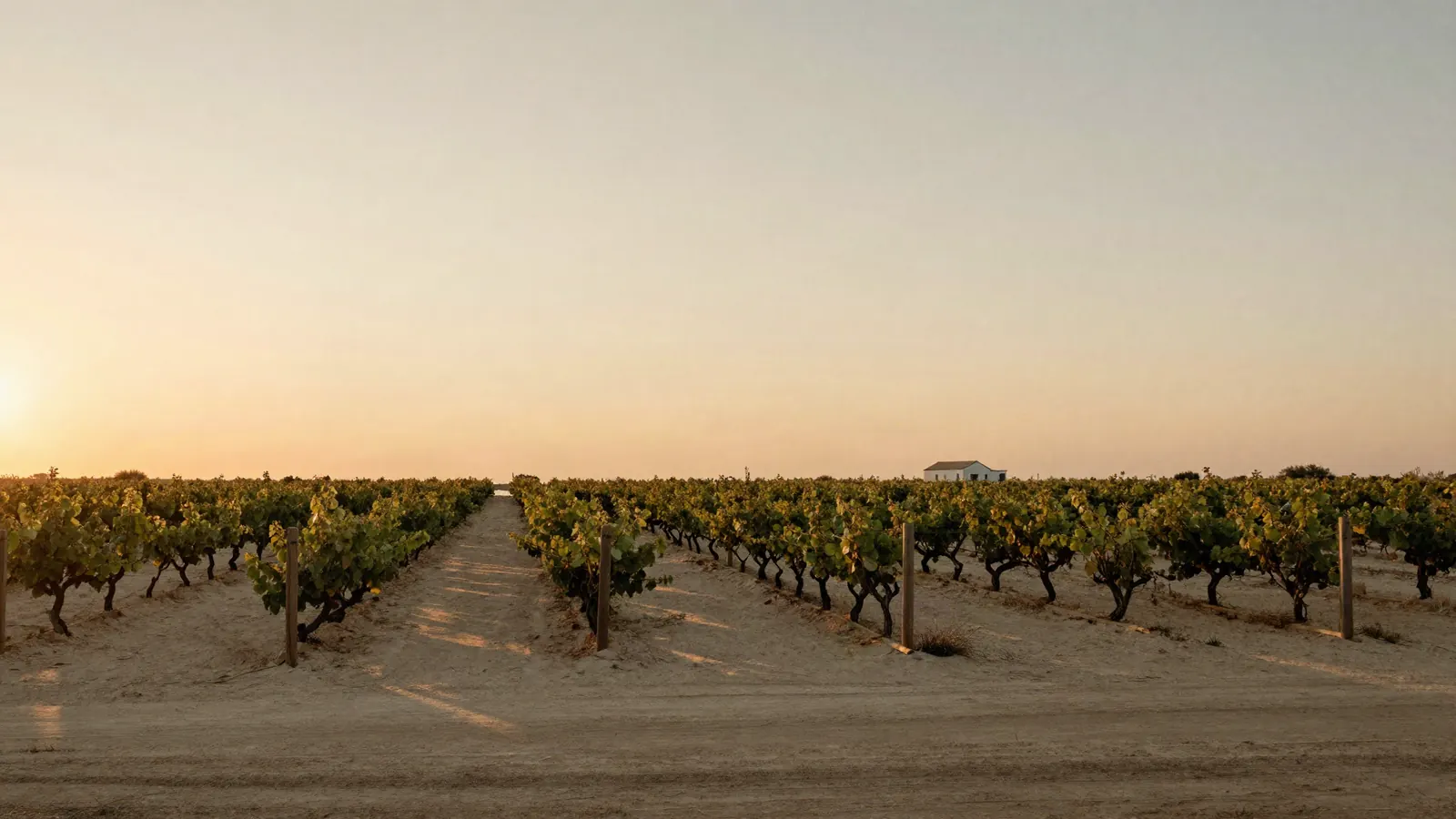 Les vignes au couchant, le mas au loin sur l'horizon