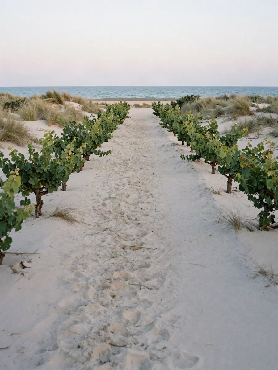 Le chemin de sable entre les vignes, jusqu'aux dunes et à la mer